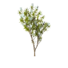 Last inn bildet i Galleri-visningsprogrammet, TEA TREE OIL